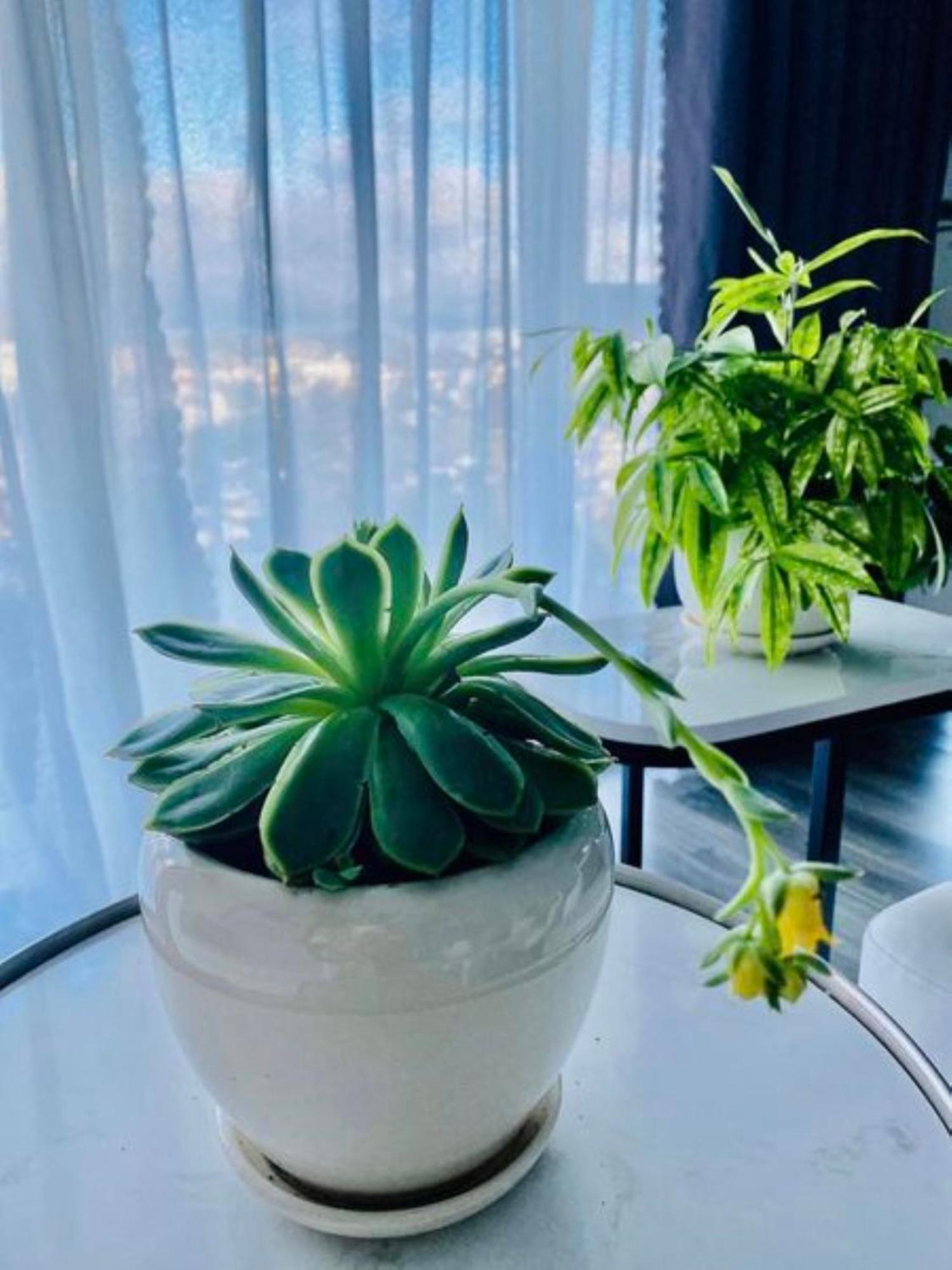 Apartament Rose House Da Lat Zewnętrze zdjęcie