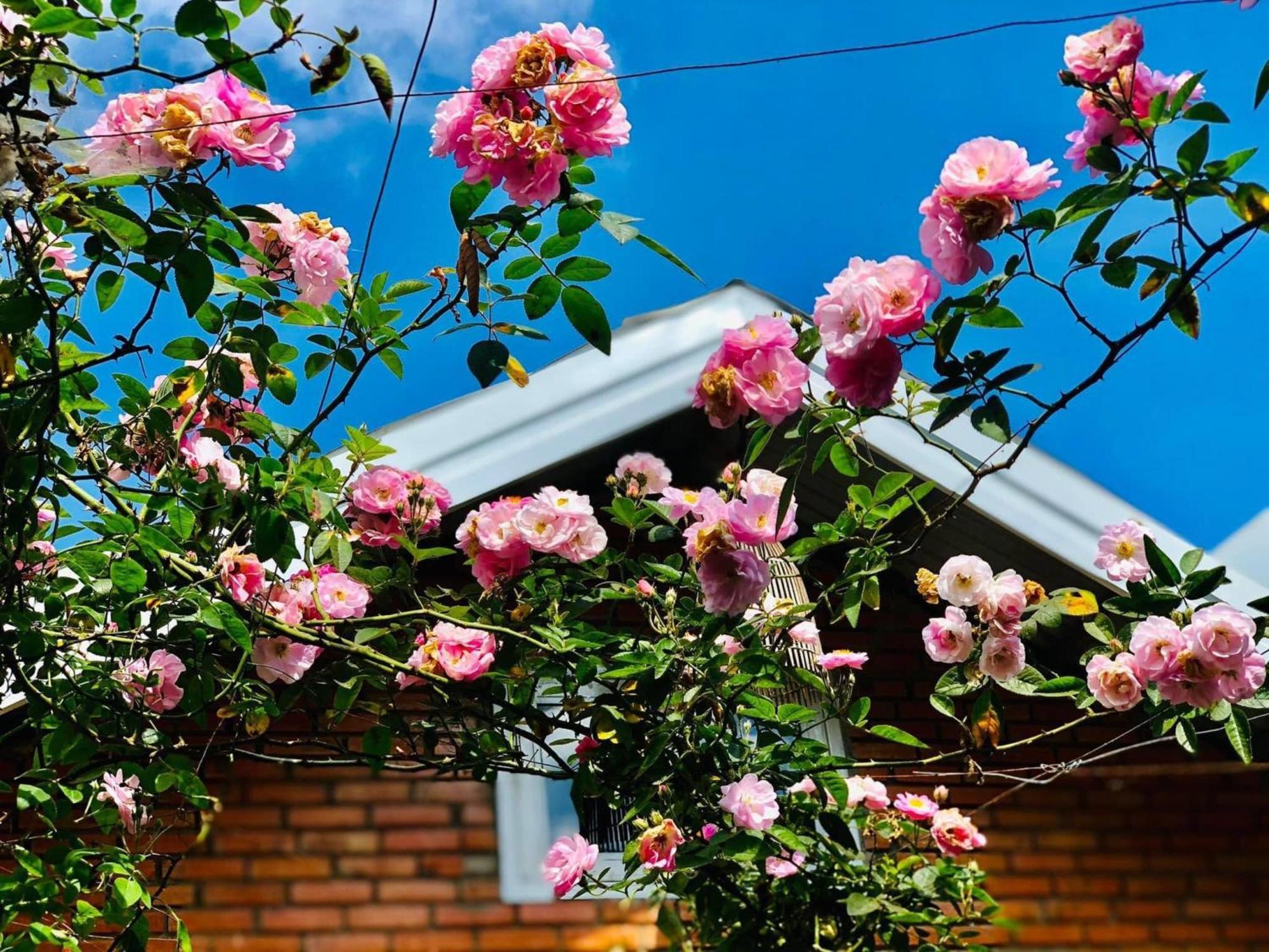 Apartament Rose House Da Lat Zewnętrze zdjęcie